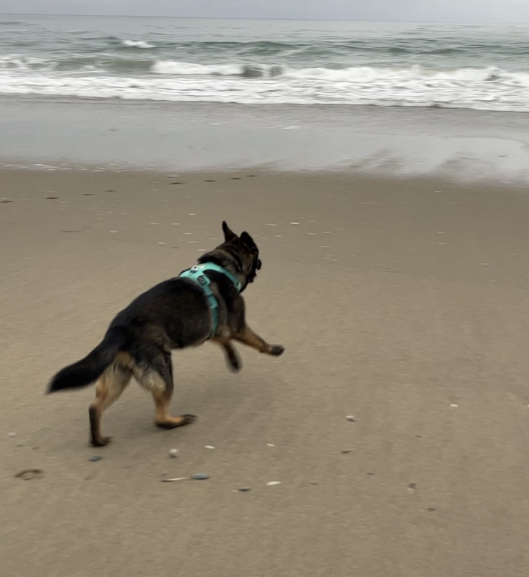 A picture of my dog (a black sable German Shepherd Dog) running towards the ocean