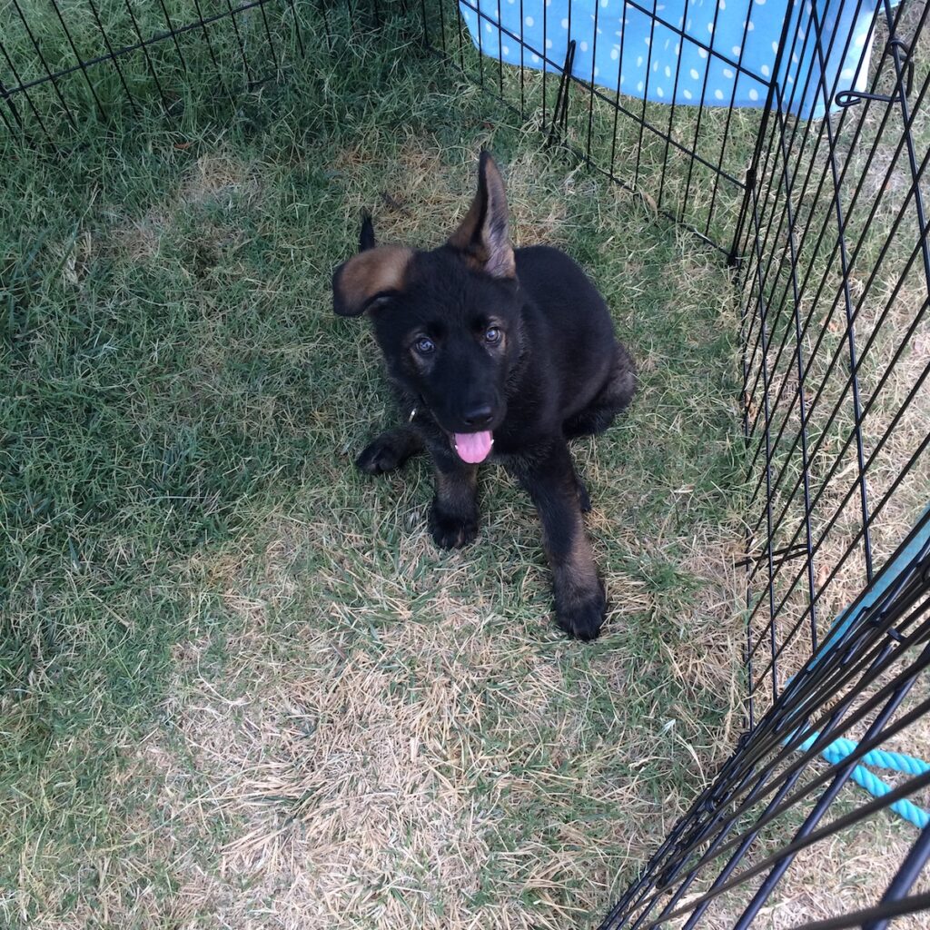 Photo of Eden, my German Shepherd dog, when she first arrived home as a puppy. She's a black sable coat, and she's sitting in an outdoor x-pen looking happy as a clam.