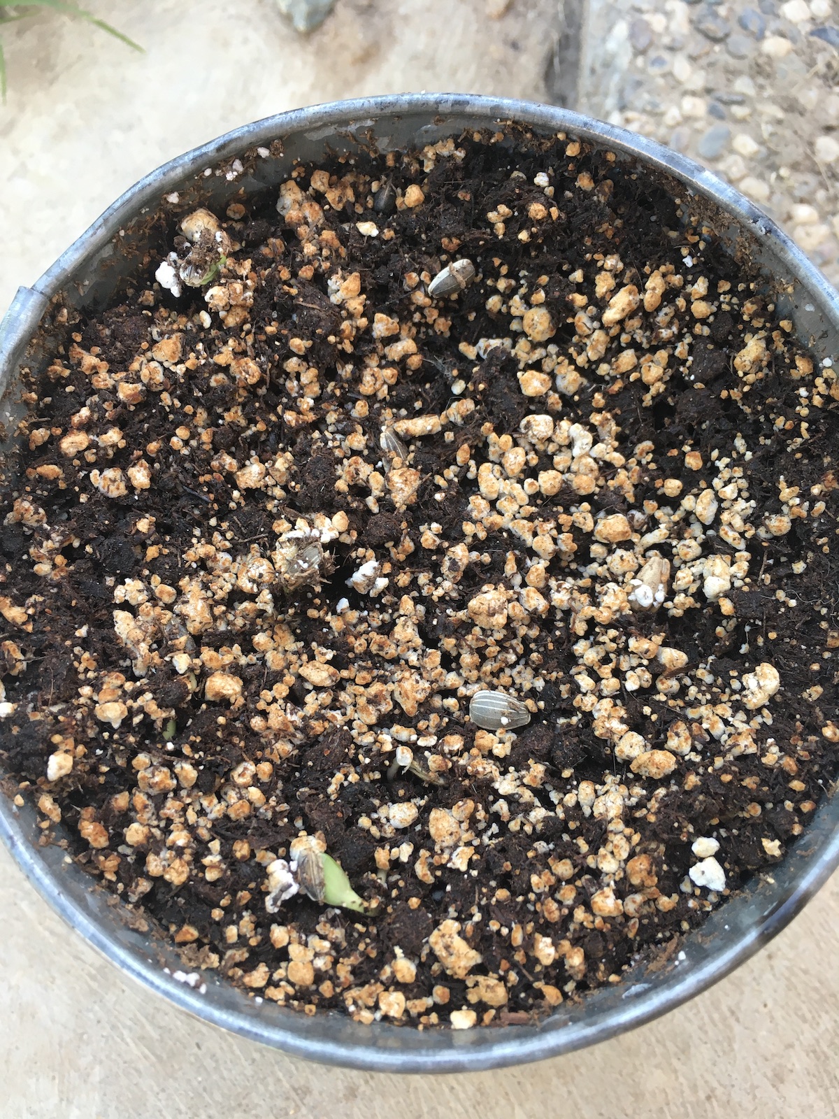 Bird's eye view of a garden pot full of dirt. You can see hints of sprouts pushing to the surface.