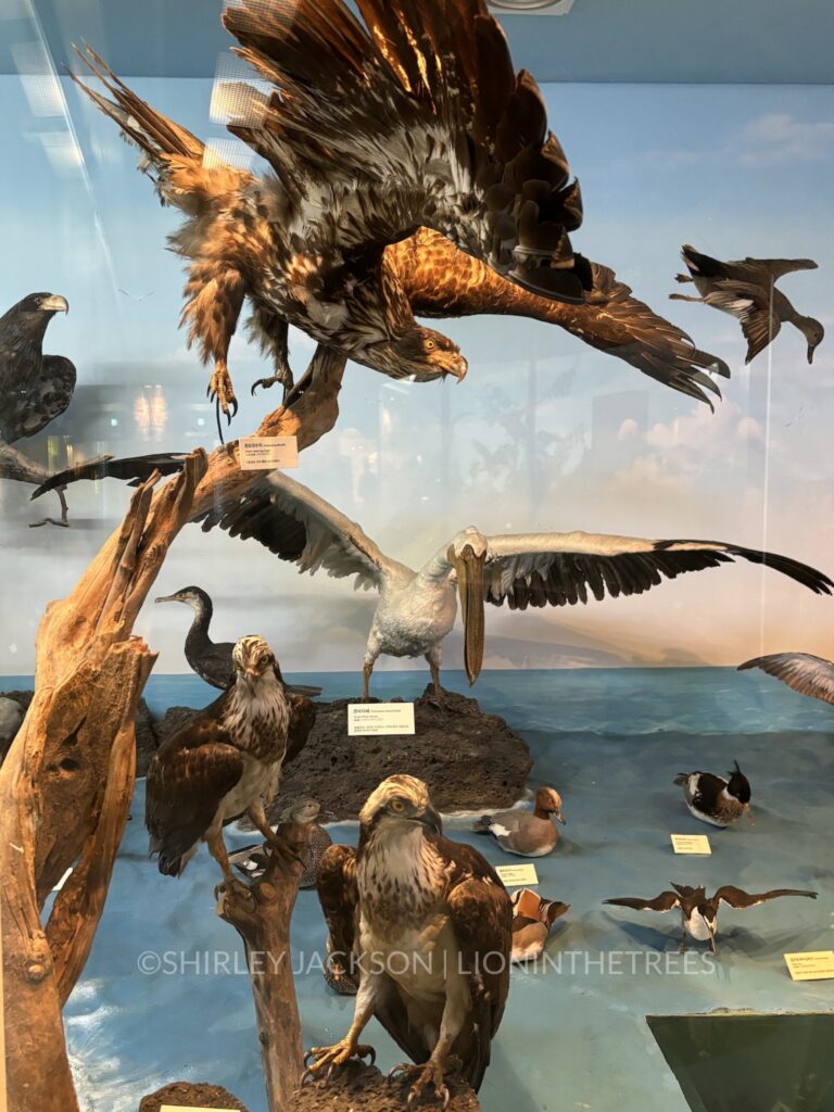 Photo of faux/stuffed birds found on Jeju Island within an exhibit.