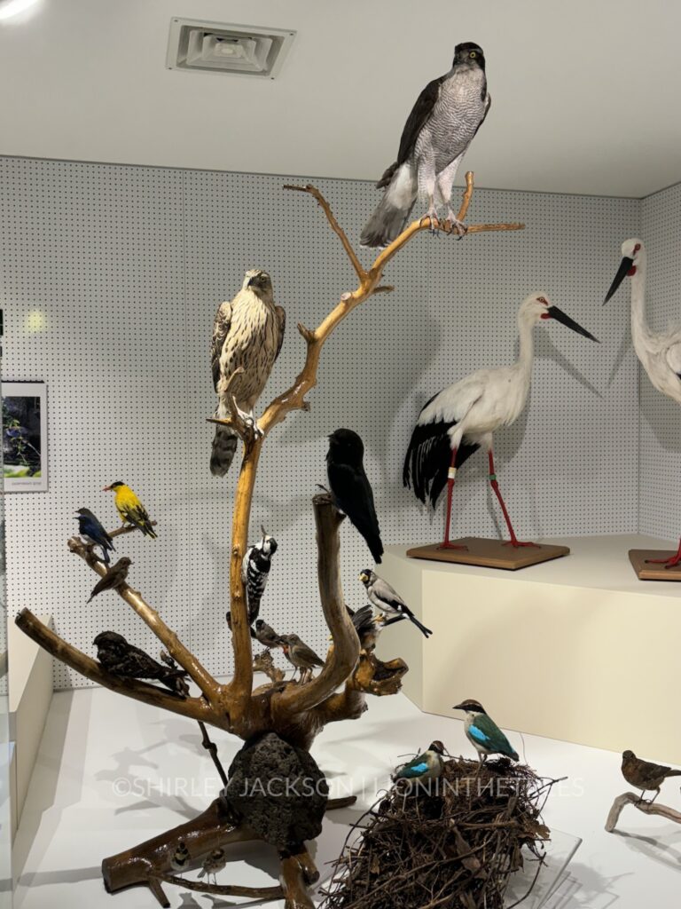 Photo of faux/stuffed birds found on Jeju Island within an exhibit.