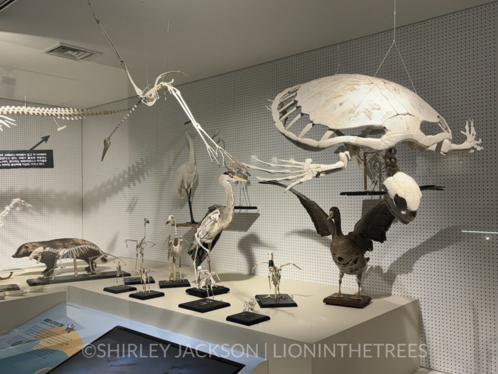 Photo of skeletons of a turtle and some birds in an exhibit.