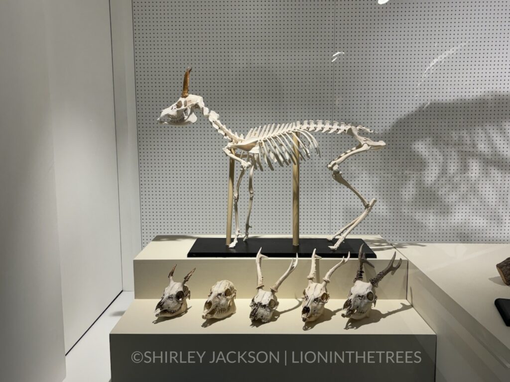 Photo of a deer skeleton along with various skulls