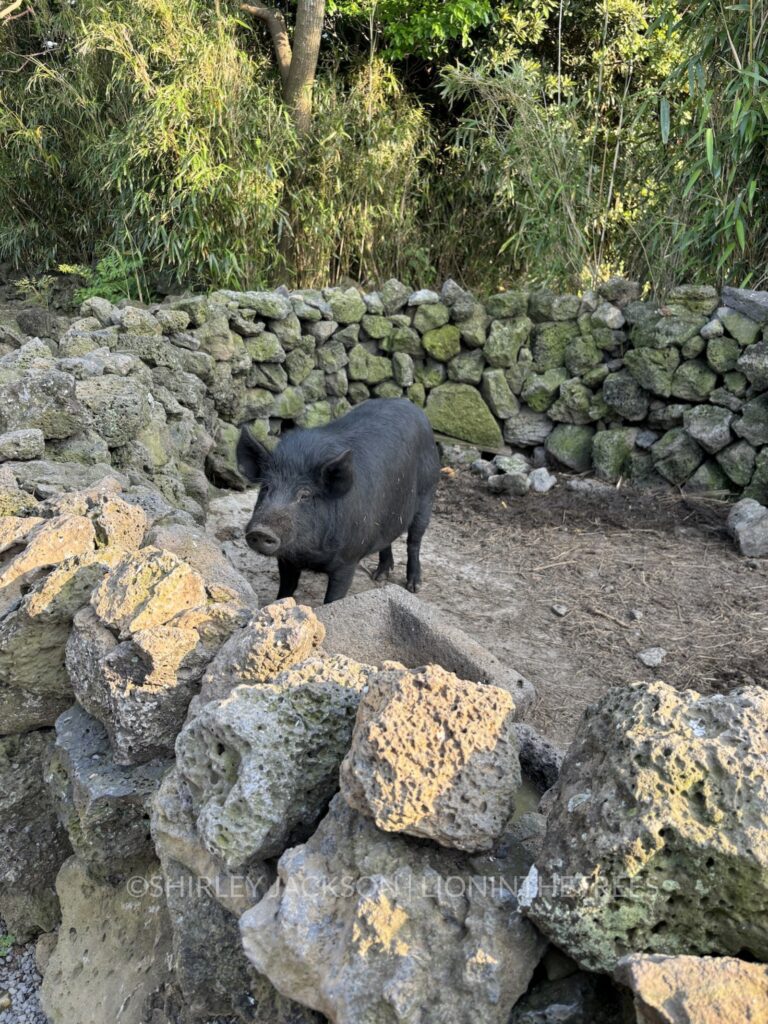 Photo of a real life black coloured pig in a pen.