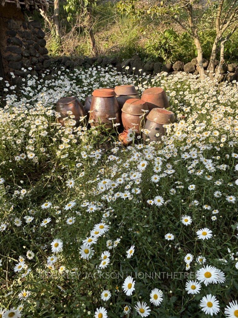 Photo of a group of large pots in a field of daisies.