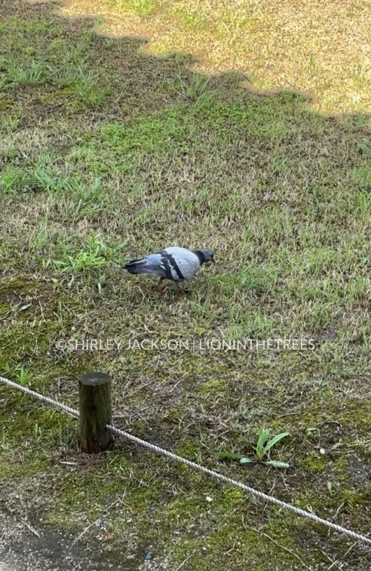 Photo of a pigeon