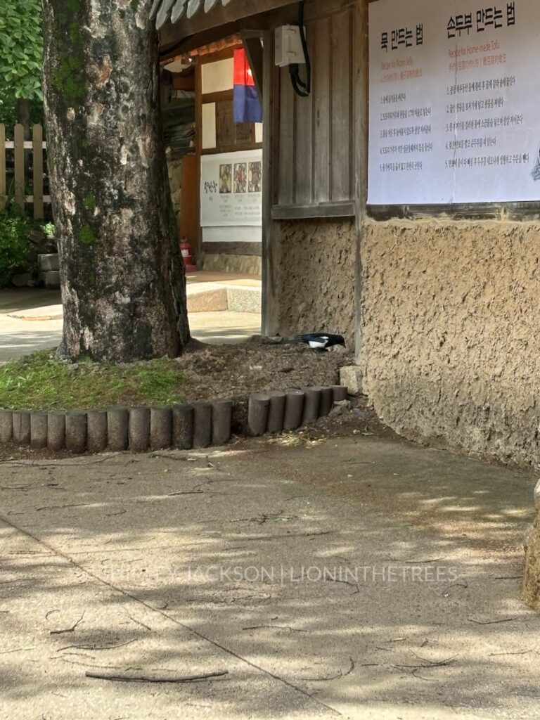 Photo of an Oriental Magpie