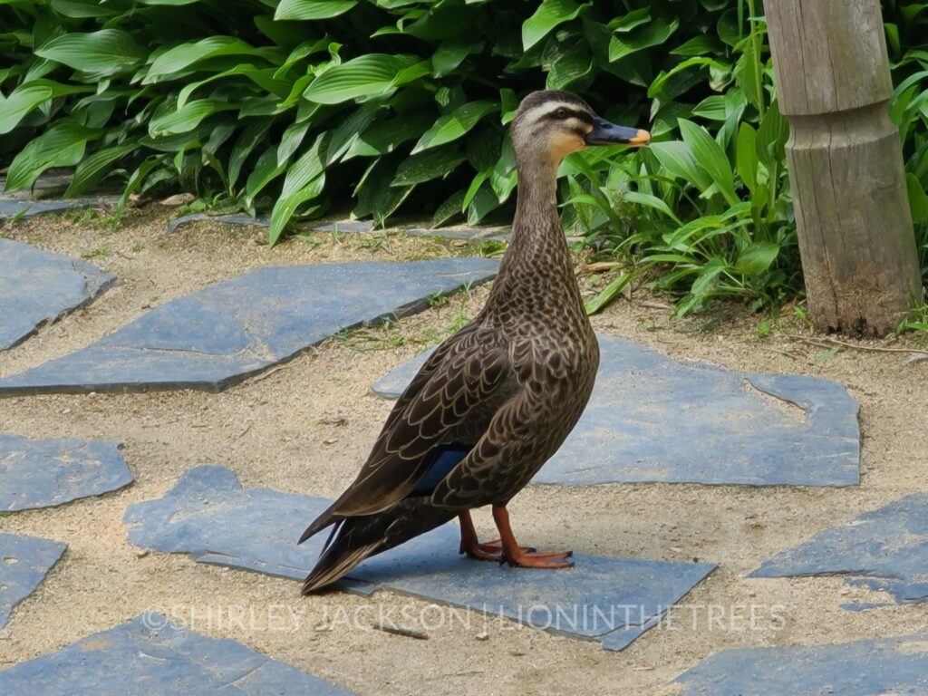 Photo of an Eastern Spot-billed Duck