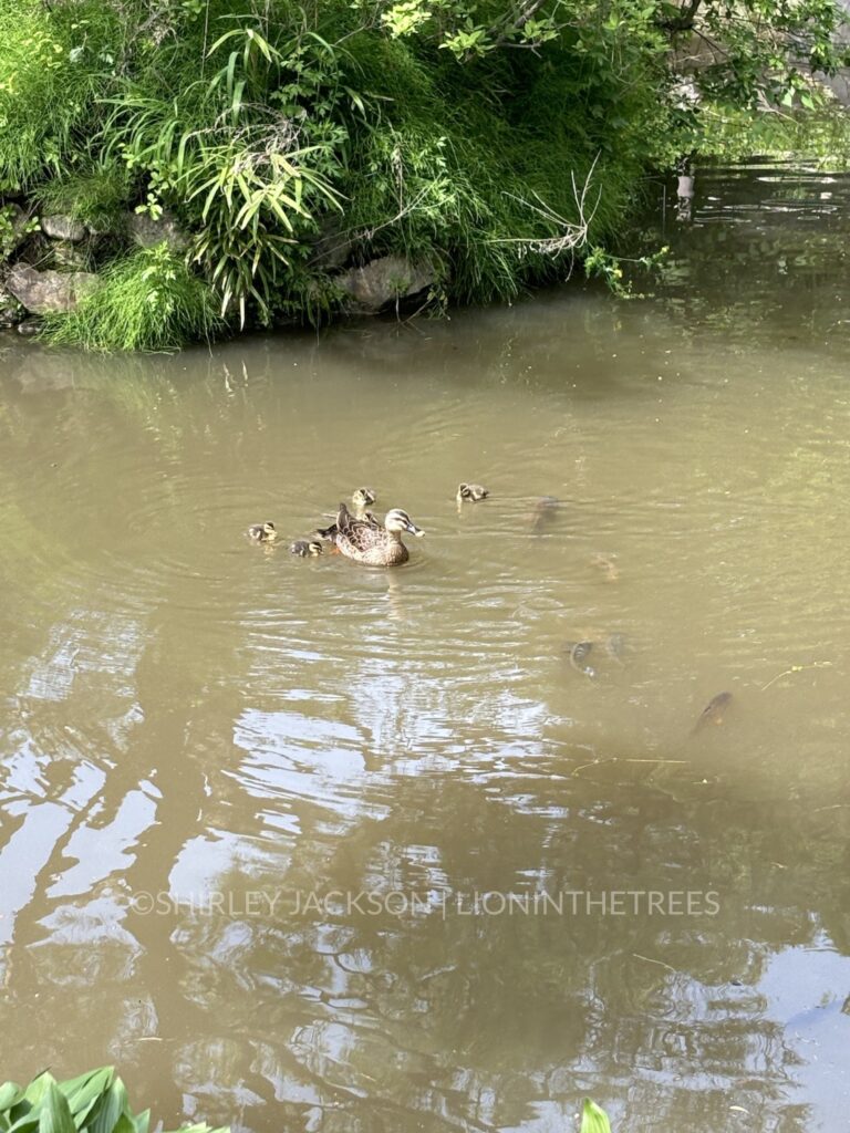 Photo of an Eastern Spot-billed duck and her little babies swimming in a river