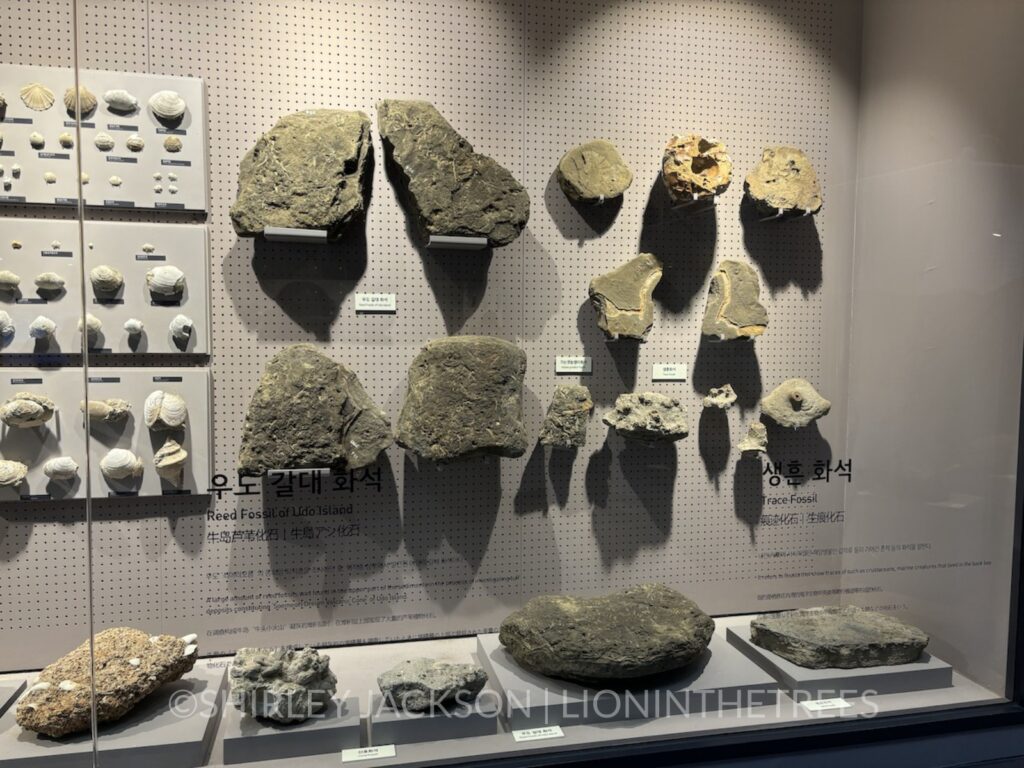 Photo of a variety of rocks and sea shells found on Jeju Island