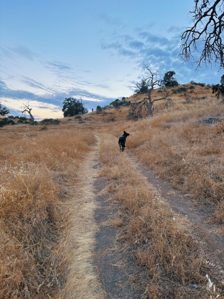 Photo of my dog further up the path from me. She's looking a little off into the distance.