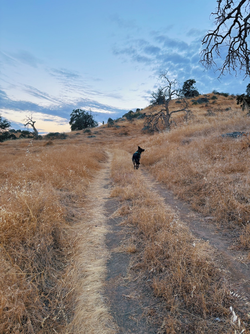 Photo of my dog further up the path from me. She's looking a little off into the distance.