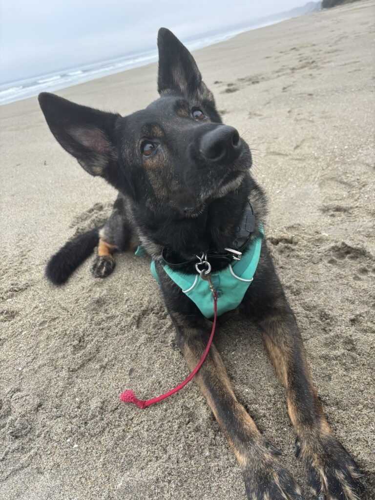 Photo of my dog laying down on the beach. Photo is taken at an angle with her looking up off to the side.