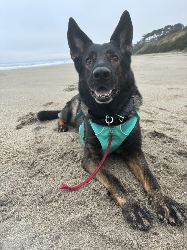 Another photo of my dog laying down at the beach. She's looking directly into the camera.