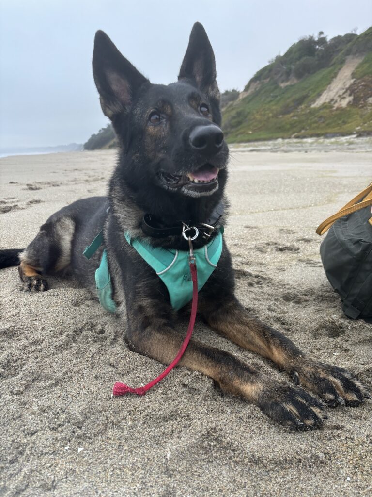 Photo of my dog as she's laying down on the beach. She's looking not so directly at the camera.