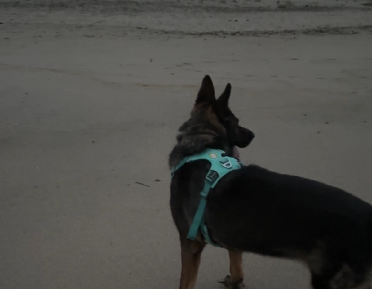 Photo of my dog at the beach. She's standing and staring at something off to the right side of the photo.