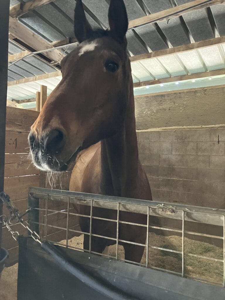 A photo of Lucky the horse. He's brown with a white star on his head.