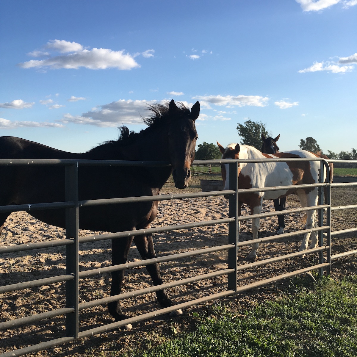 A photo of a group of horses in a pen looking curiously at me. There's a black one in the foreground, a brown/pinto one in the back and another one standing behind that brown/pinto.