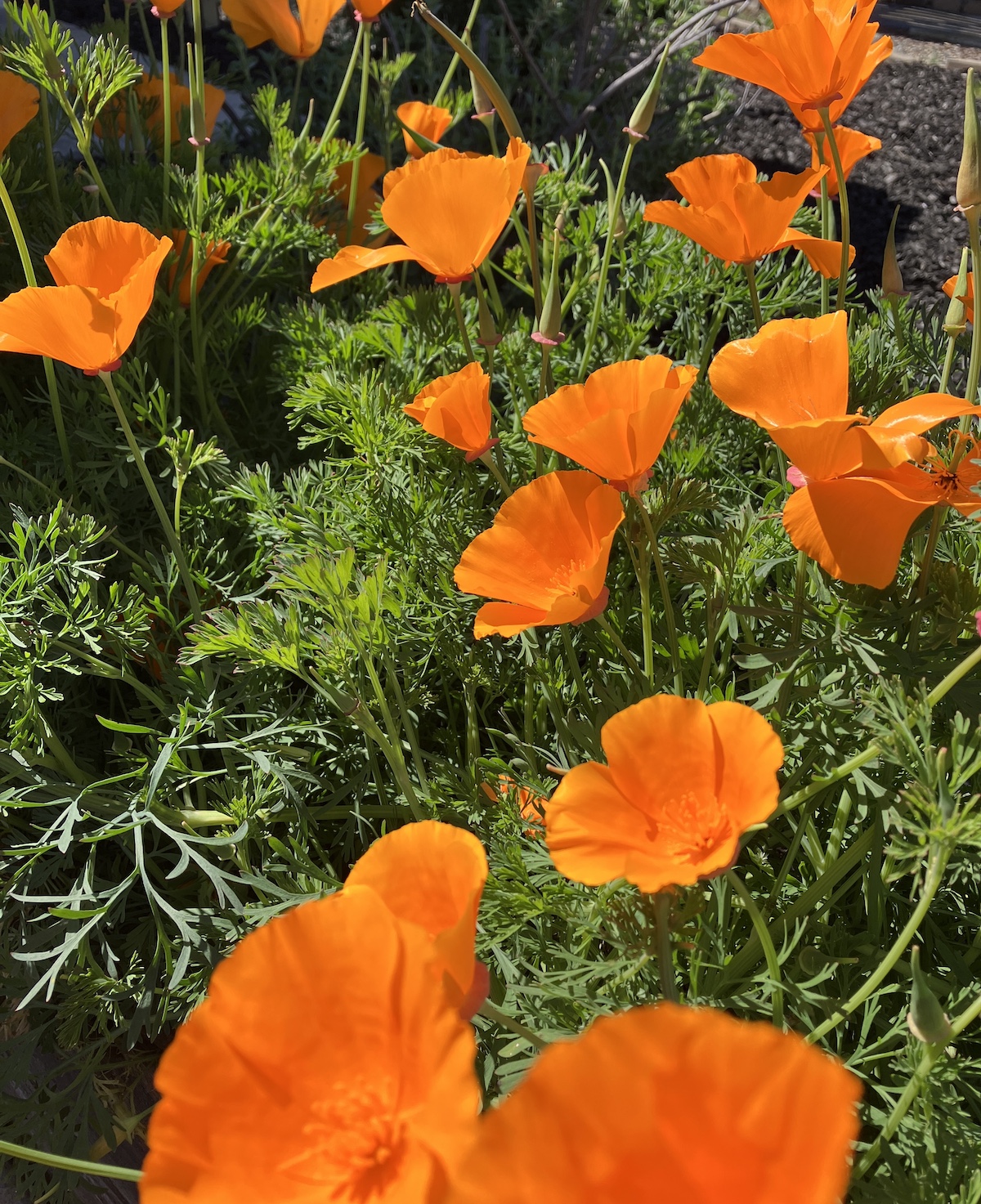 Up close photo of orange California Poppies