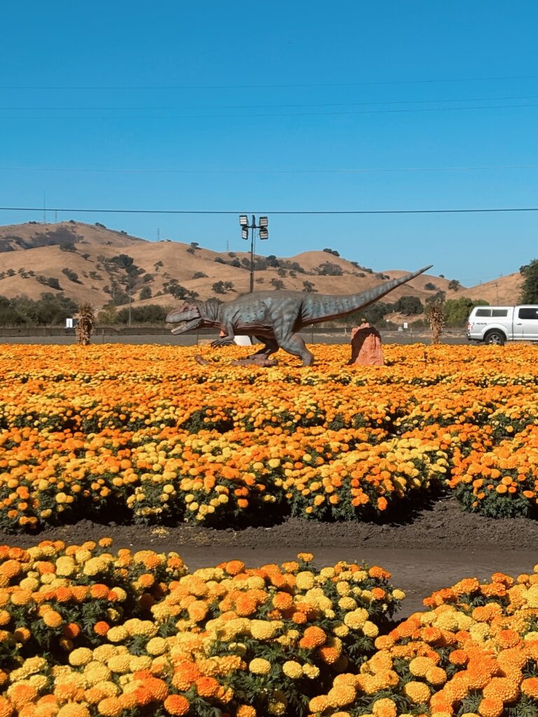 Photo of a carnivorous dinosaur in a field of marigold flowers