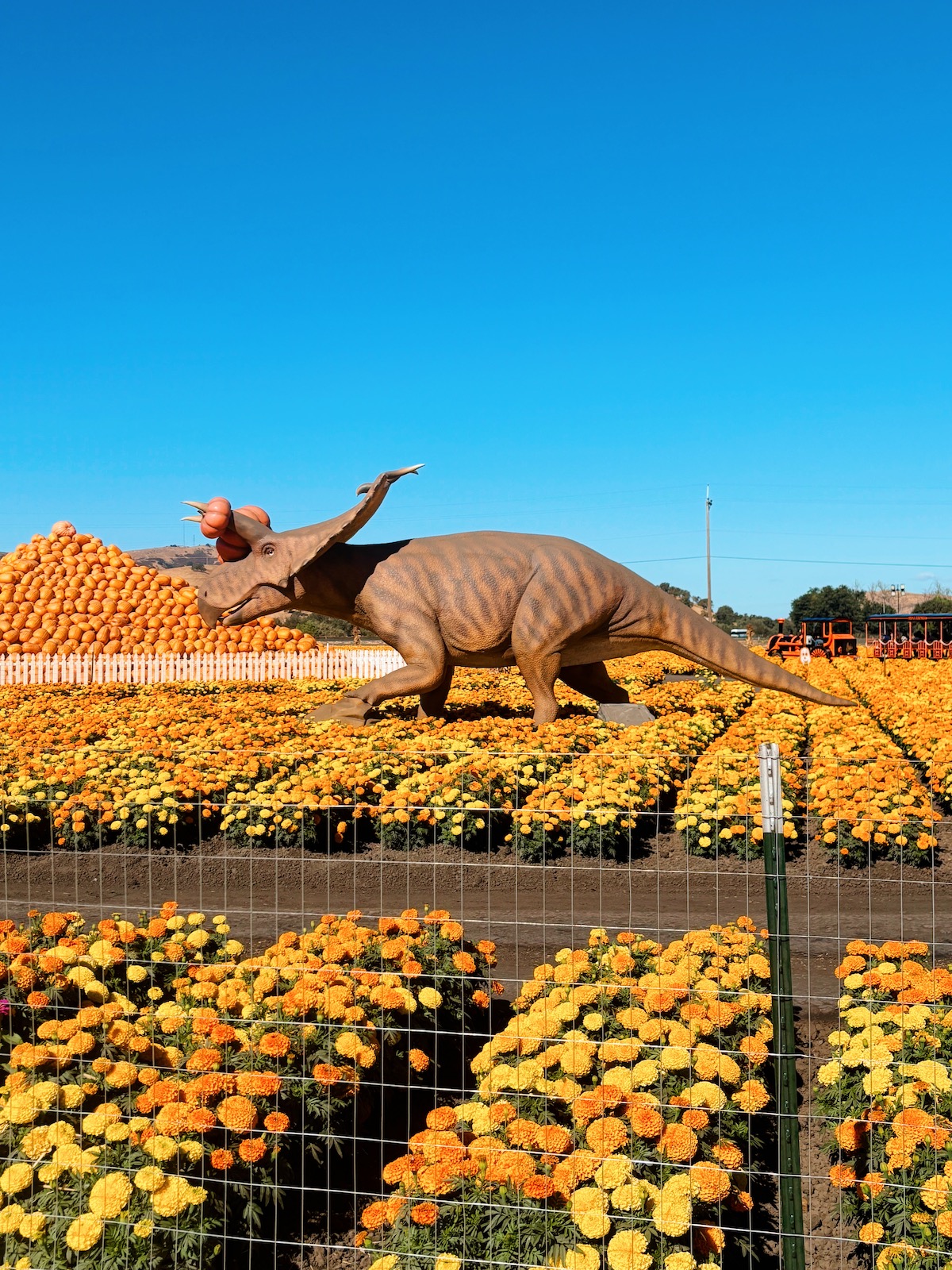 A life-size animatronic Triceratops in a field of flowers with pumpkins pierced by it's horns.