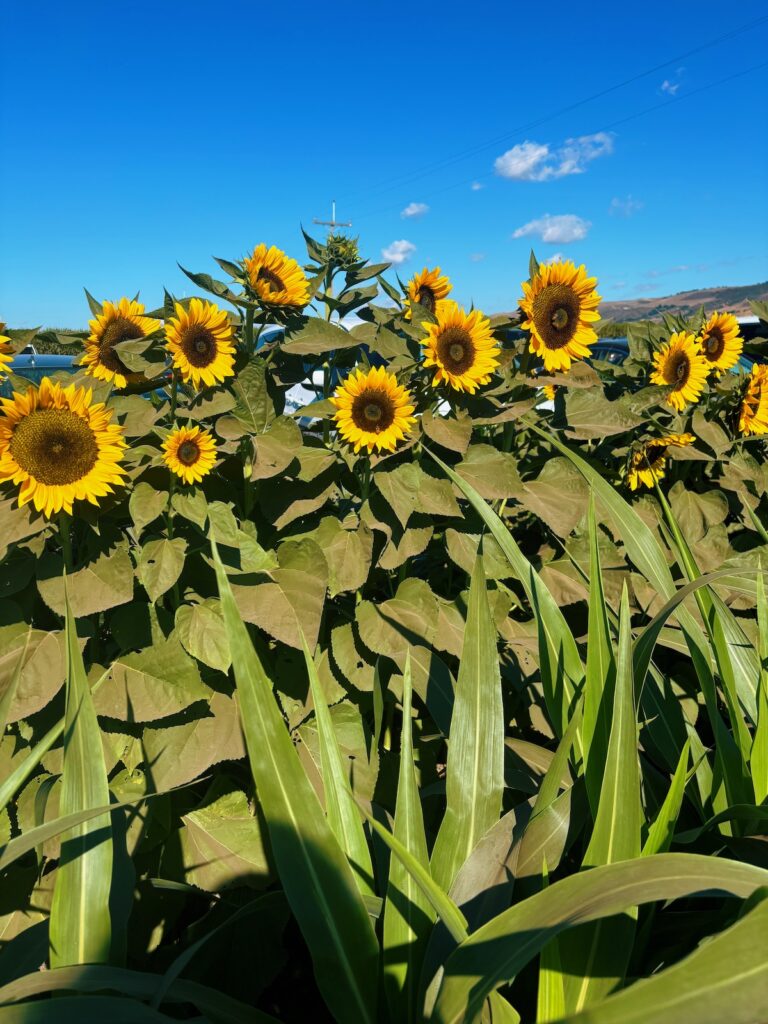 a group of sunflowers