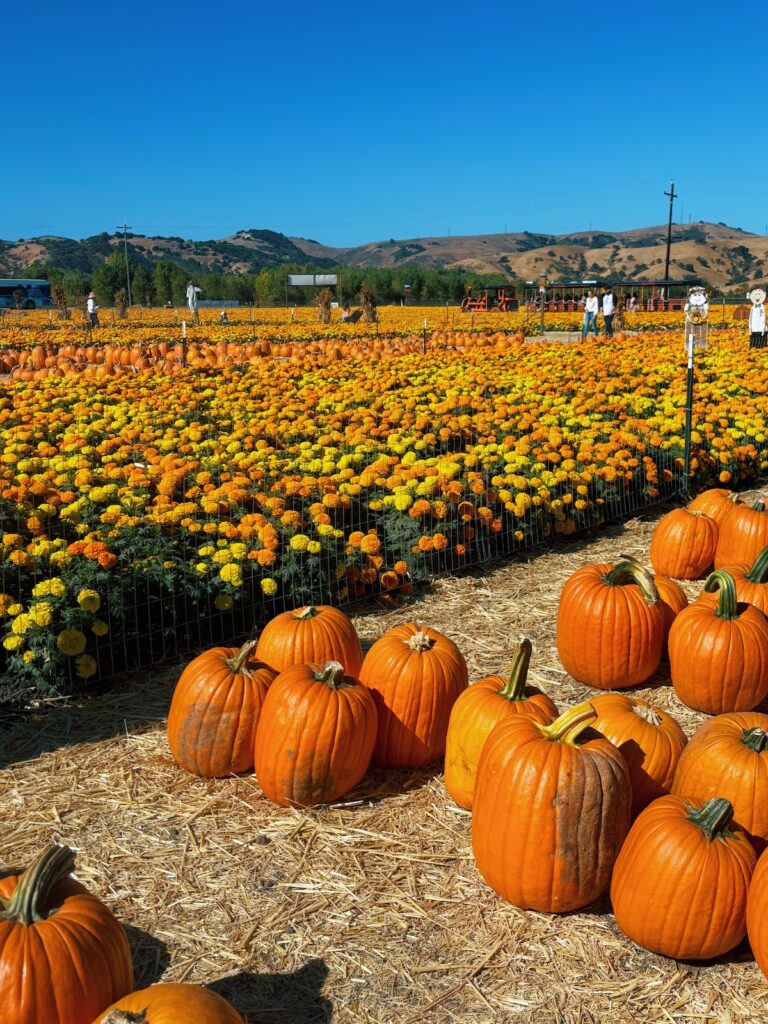 A field of marigolds and pumpkins