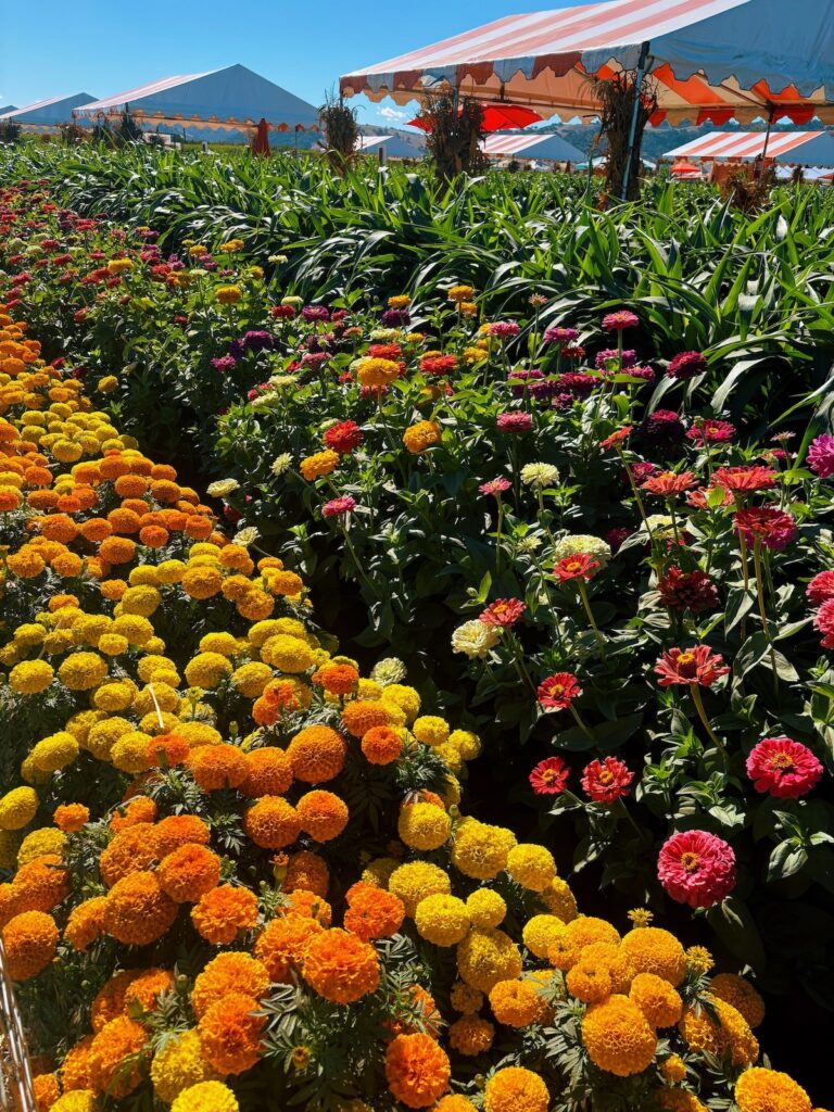 rows of marigolds, other flowers, and tents in the background