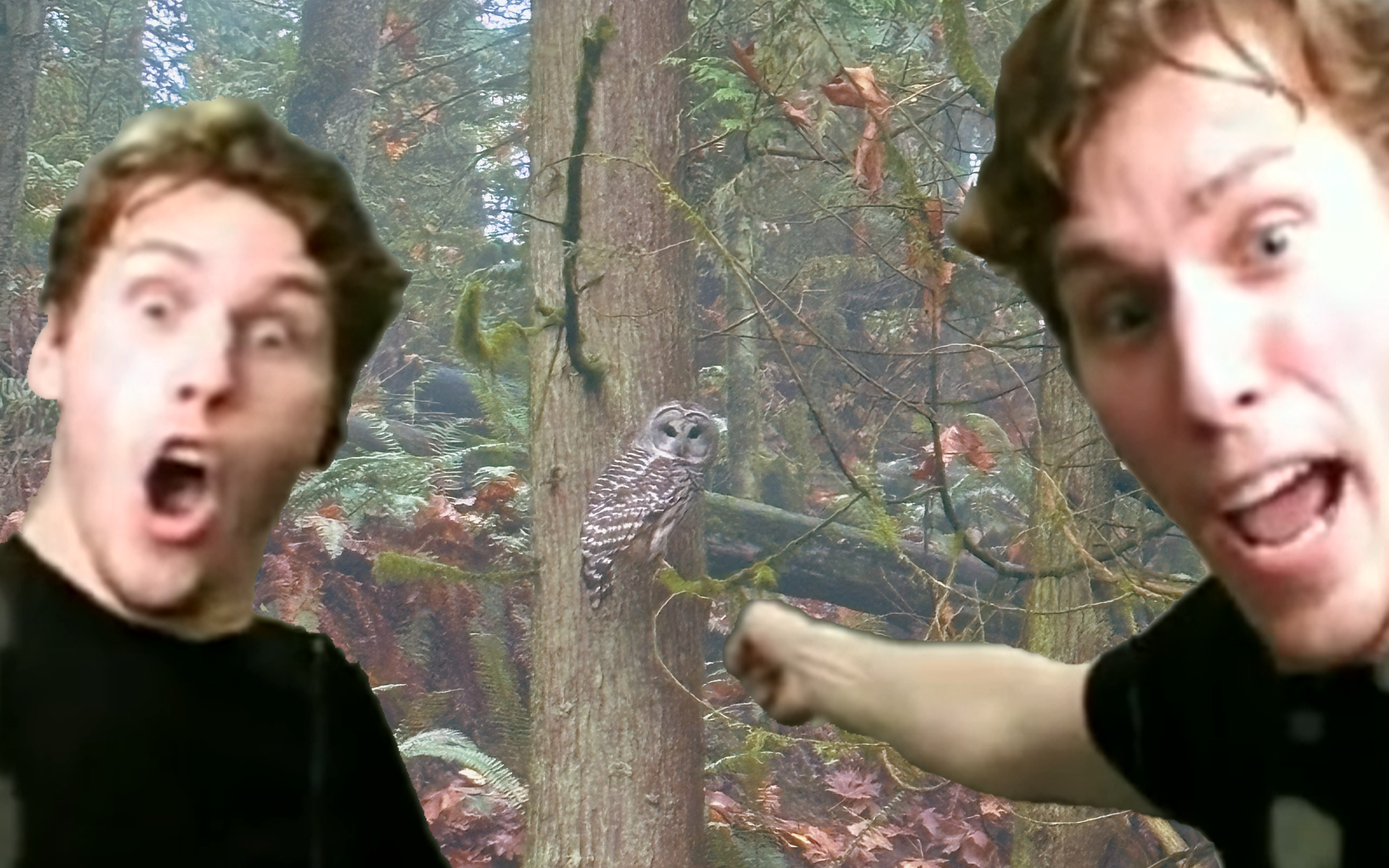 A photo of the Barred Owl I saw in Portland with the Surprised Jerma and Pointing Jerma Meme photoshopped on top of the image making it look as though it's Jerma who has spotted this beautiful animal and felt it necessary to share it with the whole world.