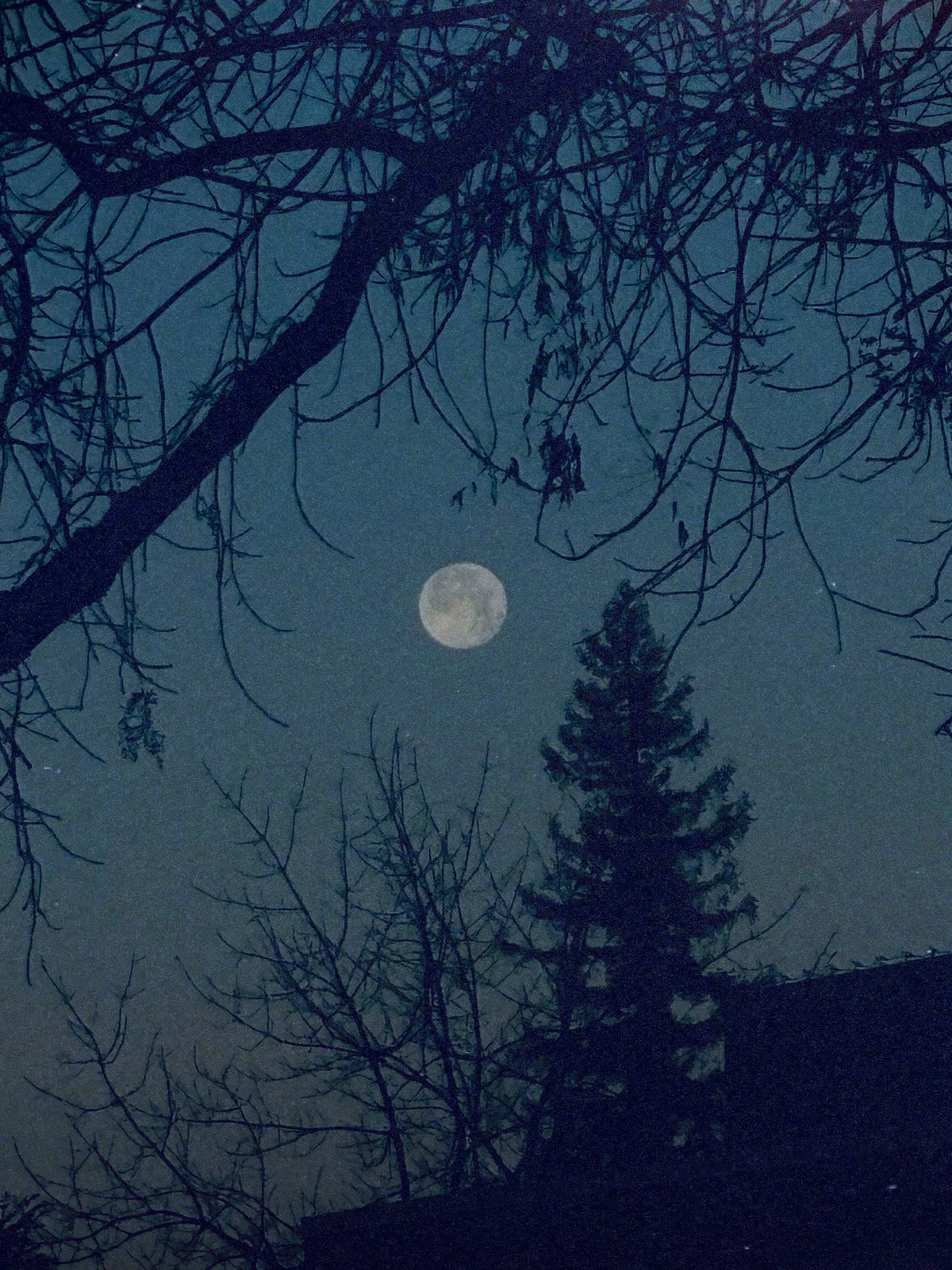 A photo of the full moon in the center of the image with black silhouetted trees and tree branches surrounding the moon.