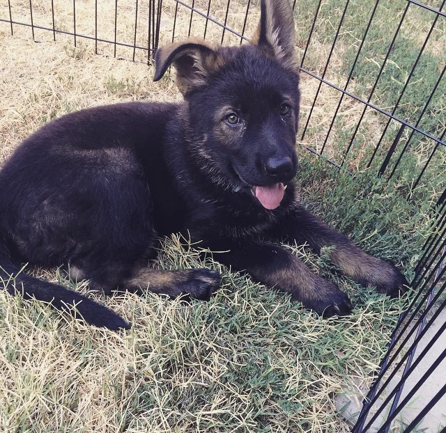 Eden as a little puppy