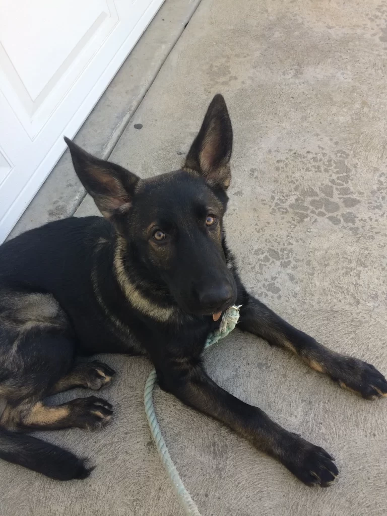 Eden as a youngster laying down in a driveway. The majority of her looks pitch black with some cream and red coloured hairs poking out in some areas.