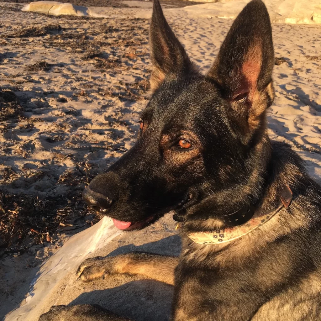Eden at the beach basking in the golden glow of the sunrise