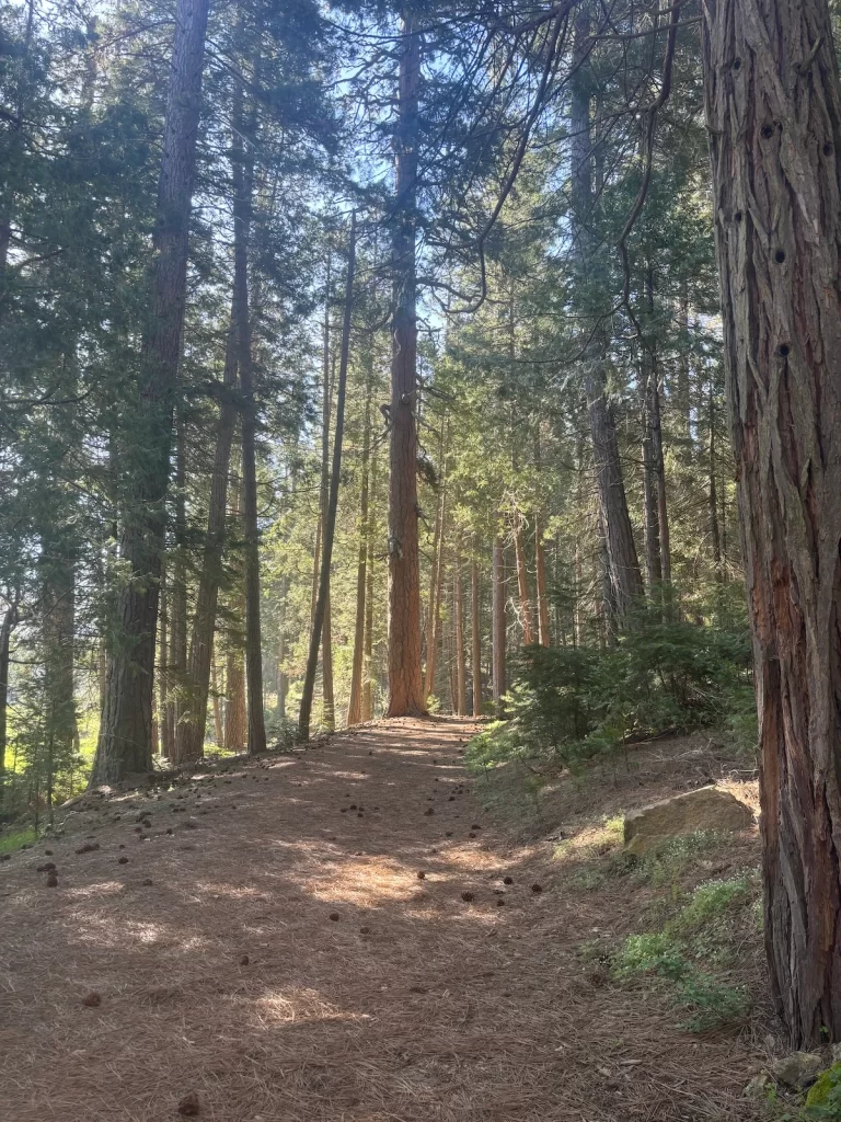 Photo of the trail within the trees