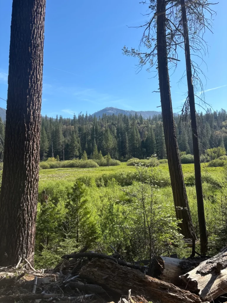 Photo of a meadow with trees around the border