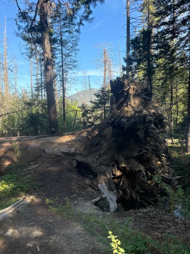 Photo of the root system of a very large, upended tree