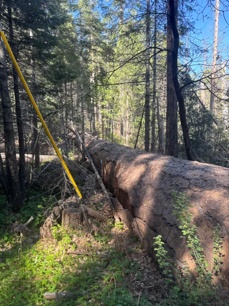 Photo of a tree that's laying down on it's side. It's so tall that it spans far beyond what is visible in the photo