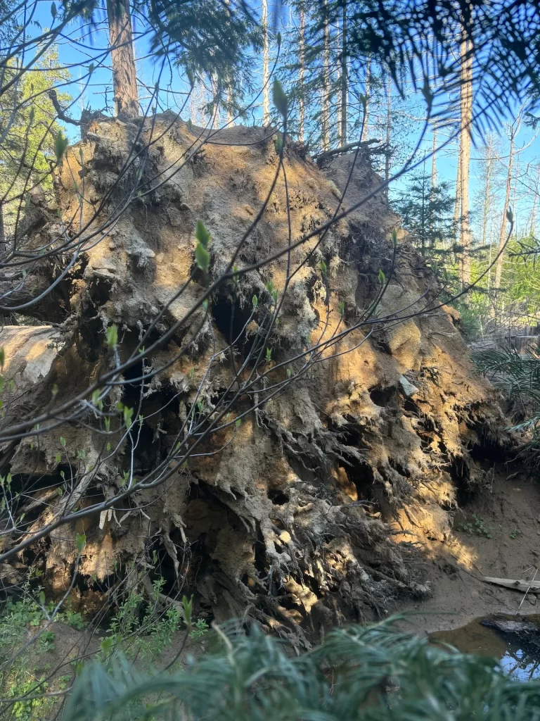 closeup of the root system of a large tree