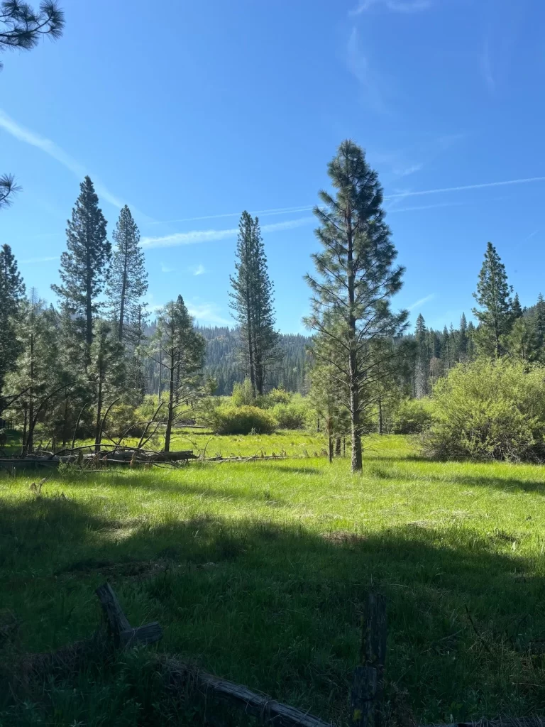 Photo of some trees in a meadow