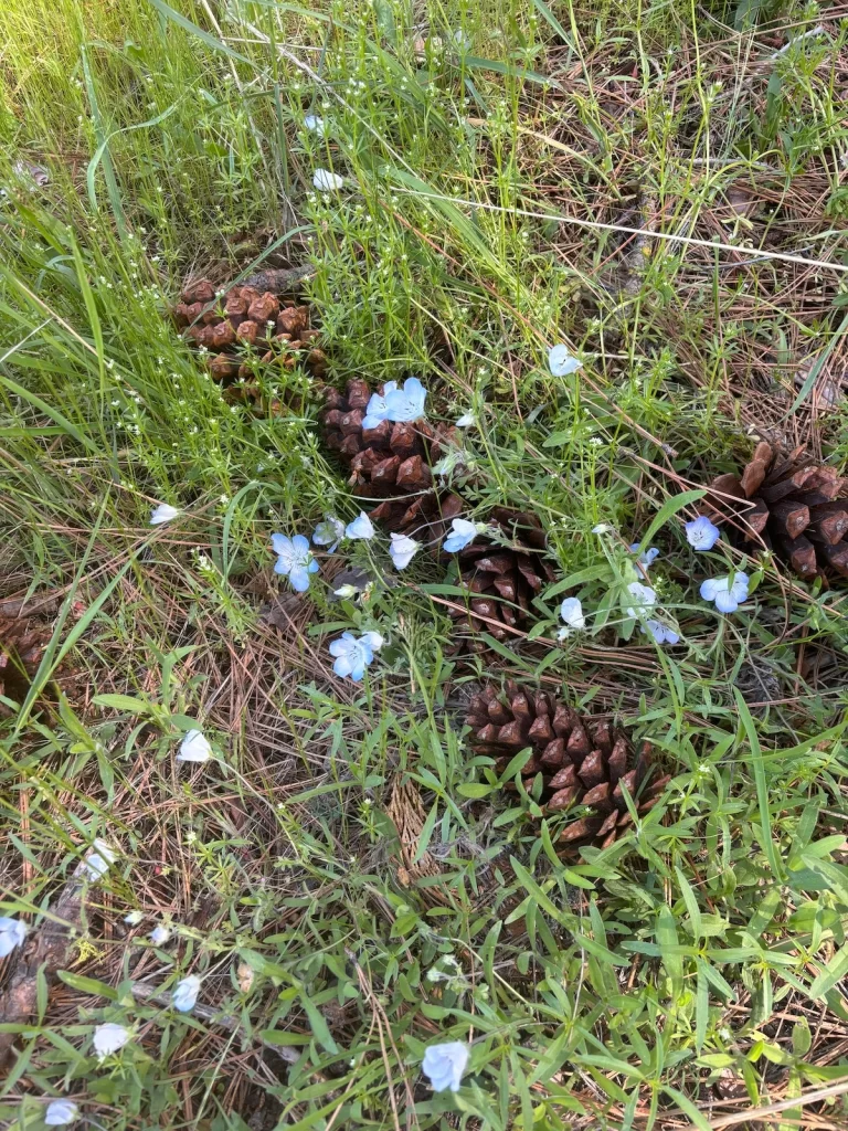 Closeup of some very small blue wildflowers and pinecones