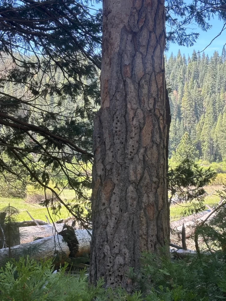 Photo of a tree with holes in it's bark