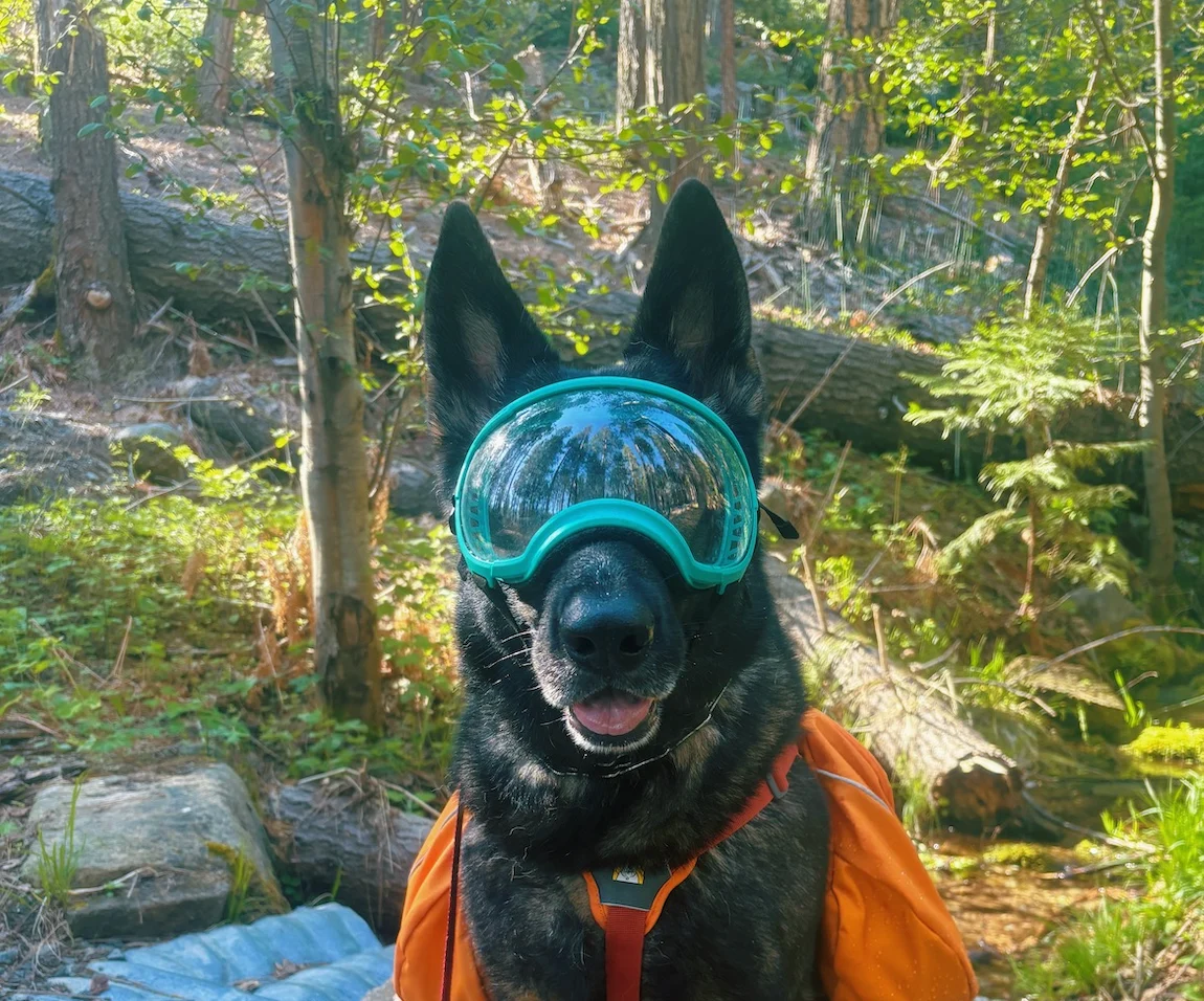 Cropped photo of Eden sitting amongst the trees wearing her doggles and an orange saddlepack.