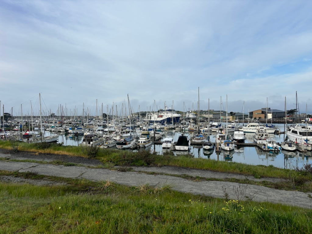 Photo of a full harbor.