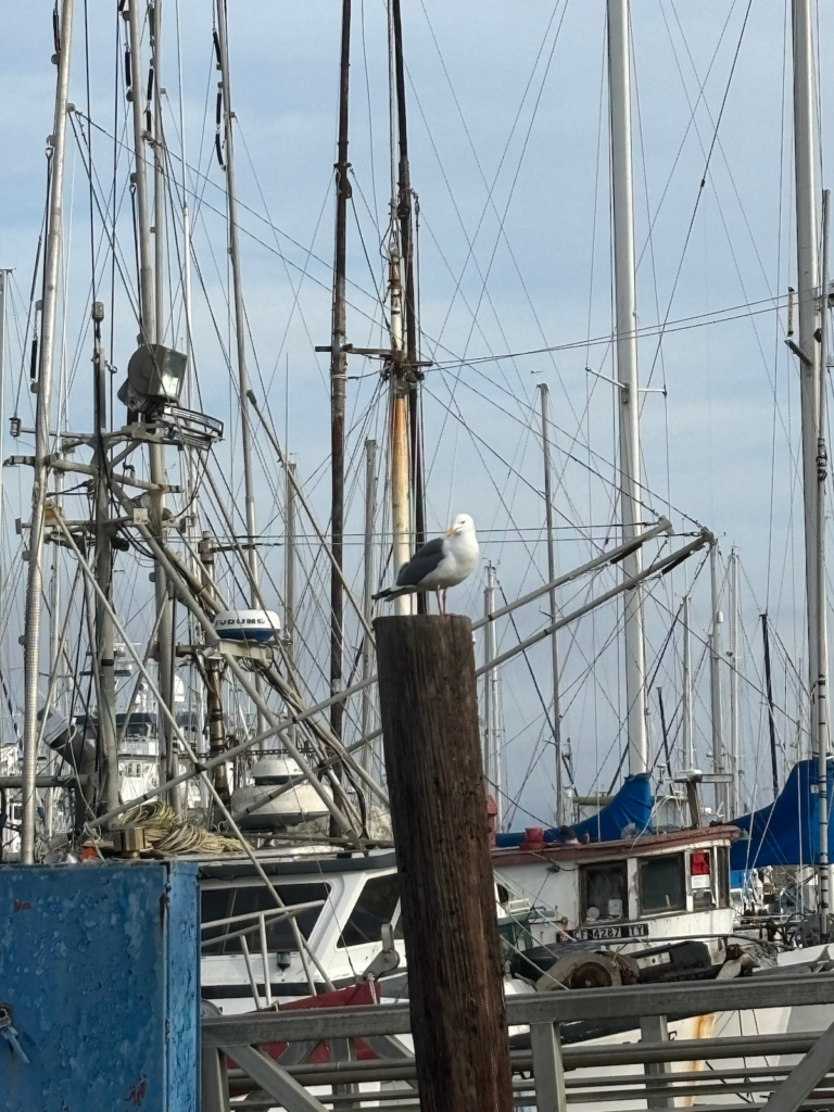 Photo of a seagull standing atop a wooden pole structure with boats in the background.