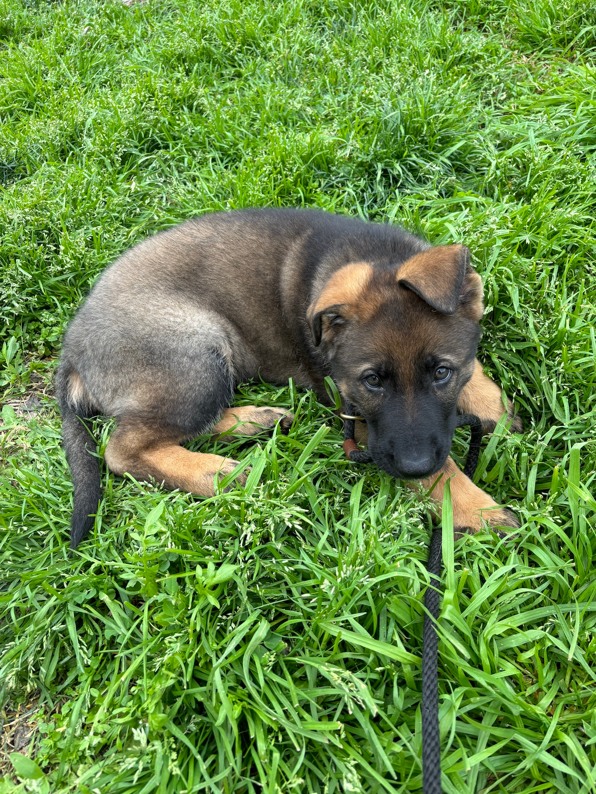 Picture of Jerma laying down in the grass looking directly at the viewer with his big brown eyes.