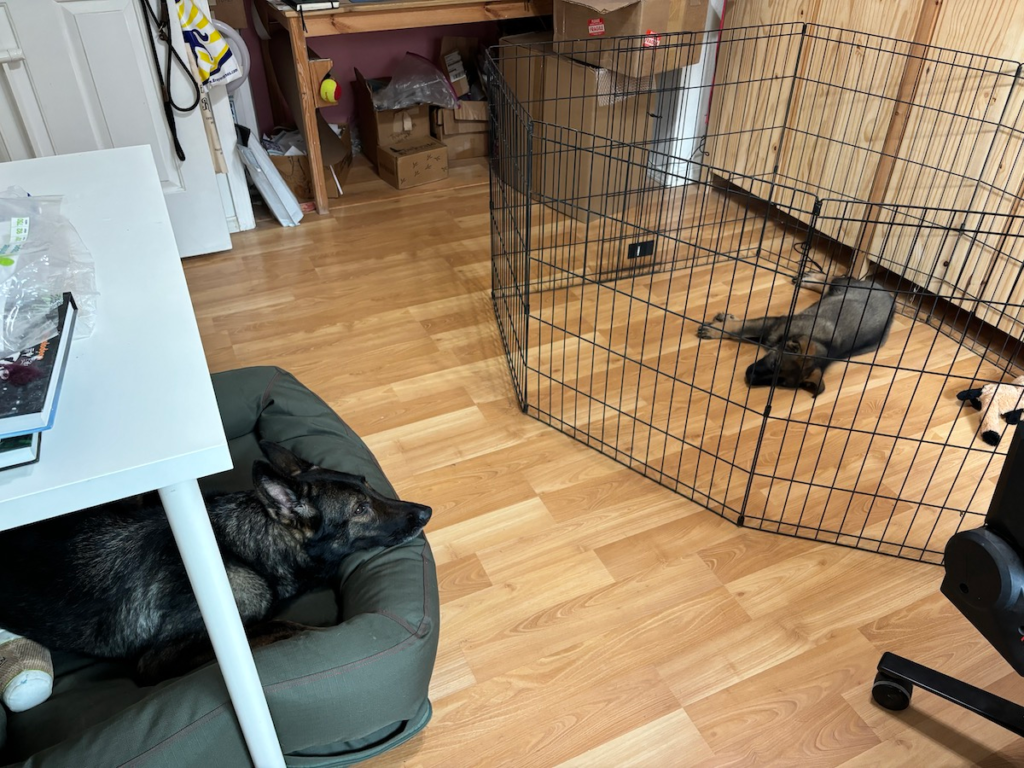 Photo in my studio room where Jerma is laying on his side within an x-pen, and Eden is laying down in her bed opposite of him.